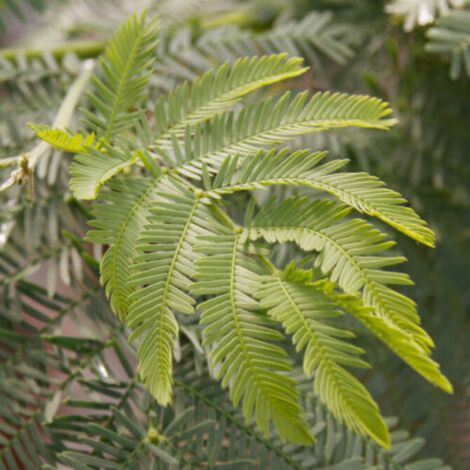  Mimosa "Acacia Dealbata" Pianta In Vaso 16 Cm H. 170/200 Cm