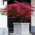 Acero Rosso Giapponese "Acer Palmatum Dissectum Firecracker" Pianta In Vaso 20 Cm