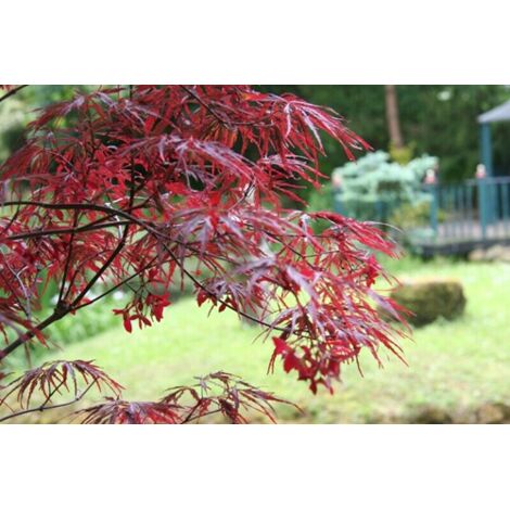 Acero Rosso Giapponese "Acer Palmatum Dissectum Firecracker" Pianta In Vaso 20 Cm