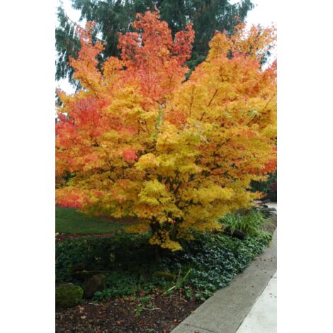  Acero Rosso Giapponese "Acer Palmatum Sango Kaku" Pianta In Vaso 20