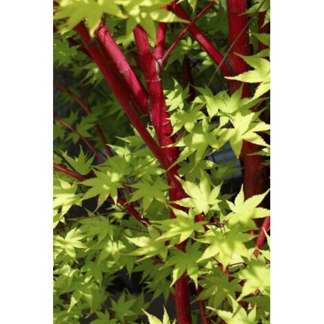  Acero Rosso Giapponese "Acer Palmatum Sango Kaku" Pianta In Vaso 20