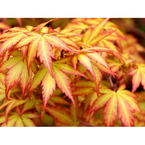  Acero Rosso Giapponese "Acer Palmatum Sango Kaku" Pianta In Vaso 20