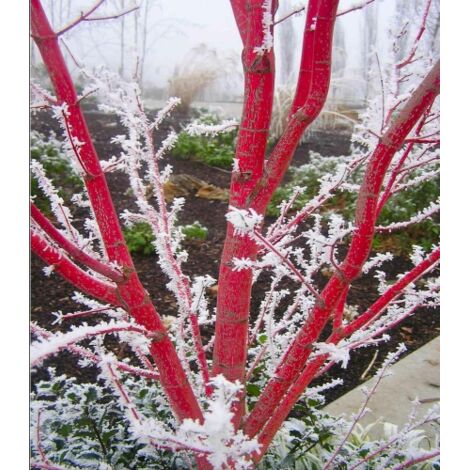  Acero Rosso Giapponese "Acer Palmatum Sango Kaku" Pianta In Vaso 20