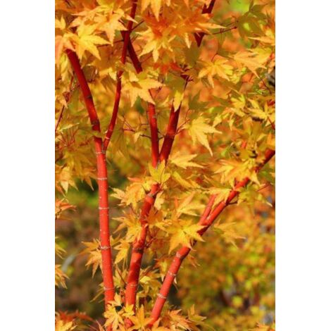  Acero Rosso Giapponese "Acer Palmatum Sango Kaku" Pianta In Vaso 20