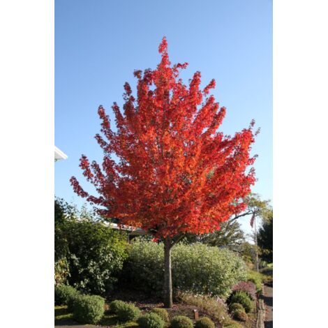  Acero Rosso "Acer Rubrum" Acero Scarlatto In Vaso 19 Cm H. 90/120 Cm