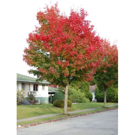  Acero Rosso "Acer Rubrum" Acero Scarlatto In Vaso 19 Cm H. 90/120 Cm