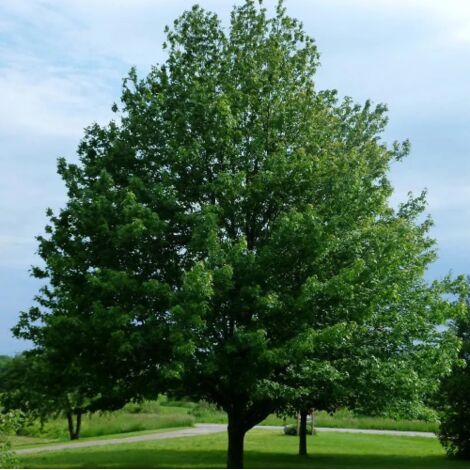  Acero Rosso "Acer Rubrum" Acero Scarlatto In Vaso 19 Cm H. 90/120 Cm