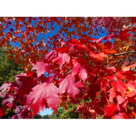  Acero Rosso "Acer Rubrum" Acero Scarlatto In Vaso H. 70/90 Cm