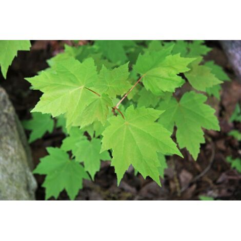  Acero Rosso "Acer Rubrum" Acero Scarlatto In Vaso H. 70/90 Cm