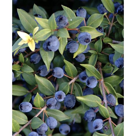  Mirto Sardo "Myrtus Communis" Mirto Comune In Vaso 9 Cm