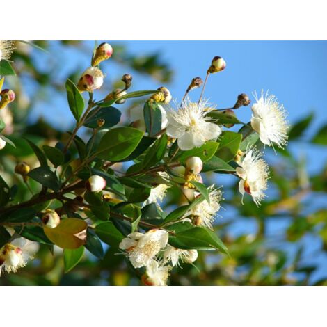  Mirto Sardo "Myrtus Communis" Mirto Comune In Vaso 9 Cm