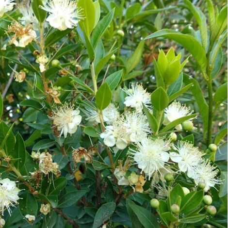  Mirto Sardo "Myrtus Communis" Mirto Comune In Vaso 9 Cm