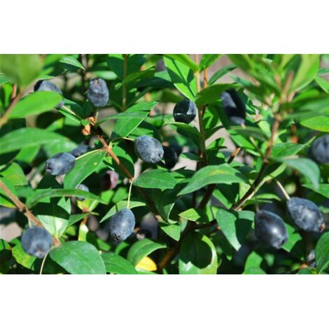  Mirto Sardo "Myrtus Communis" Mirto Comune In Vaso 9 Cm