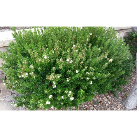  Mirto Sardo "Myrtus Communis" Mirto Comune In Vaso 9 Cm