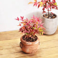  Nandina Domestica "Bambu' Sacro" Pianta A Cespuglio In Vaso Biodegradabile