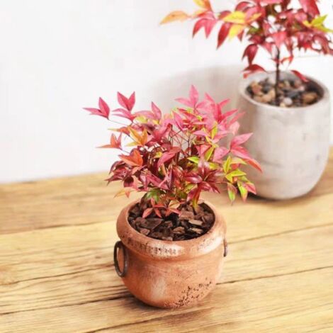 Nandina Domestica "Bambu' Sacro" Pianta A Cespuglio In Vaso Biodegradabile