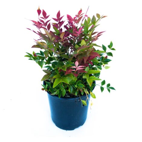  Nandina Domestica "Bambu' Sacro" Pianta A Cespuglio In Vaso Biodegradabile