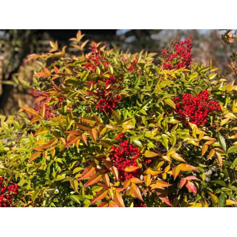  Nandina Domestica "Bambu' Sacro" Pianta A Cespuglio In Vaso Biodegradabile