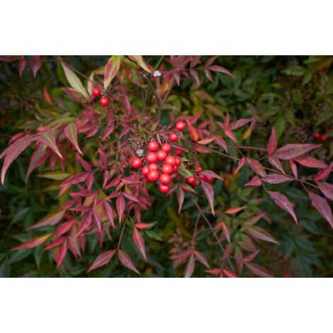  Nandina Domestica "Bambu' Sacro" Pianta A Cespuglio In Vaso Biodegradabile