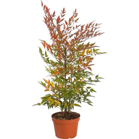  Nandina Domestica "Bambu' Sacro" Pianta A Cespuglio In Vaso 19 Cm H. 60/80 Cm