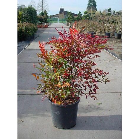  Nandina Domestica "Bambu' Sacro" Pianta A Cespuglio In Vaso 19 Cm H. 60/80 Cm