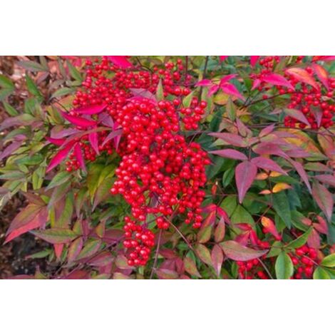  Nandina Domestica "Bambu' Sacro" Pianta A Cespuglio In Vaso 19 Cm H. 60/80 Cm