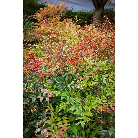  Nandina Domestica "Bambu' Sacro" Pianta A Cespuglio In Vaso 19 Cm H. 60/80 Cm