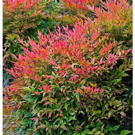  Nandina Domestica "Bambu' Sacro" Pianta A Cespuglio In Vaso 19 Cm H. 60/80 Cm