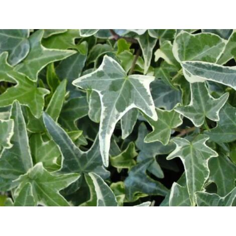  Edera Variegata "Hedera Helix White Wonder" Pianta In Vaso H. 120/140 Cm Con Canna