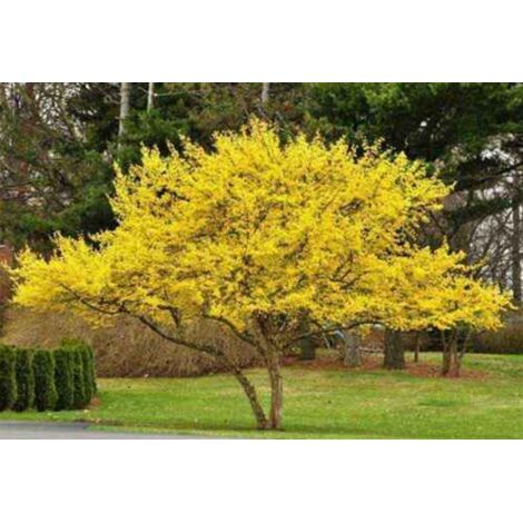  Corniolo "Cornus Mas" Pianta In Vaso H. 40/60 Cm