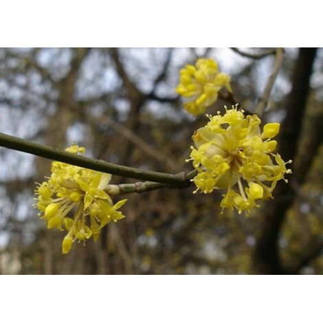 Corniolo "Cornus Mas" Pianta In Vaso H. 40/60 Cm