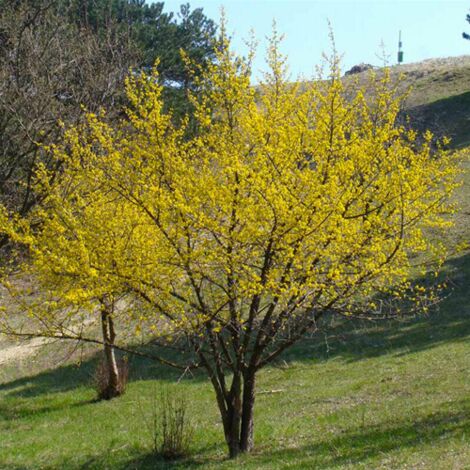  Corniolo "Cornus Mas" Pianta In Vaso H. 40/60 Cm