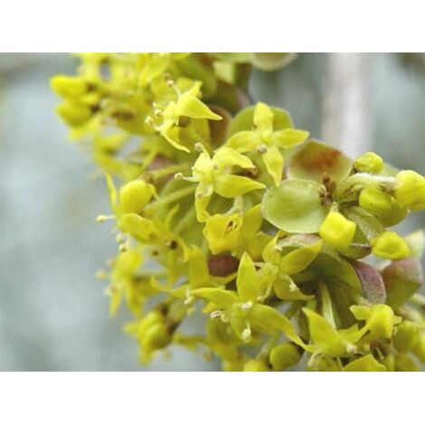  Corniolo "Cornus Mas" Pianta In Vaso H. 40/60 Cm