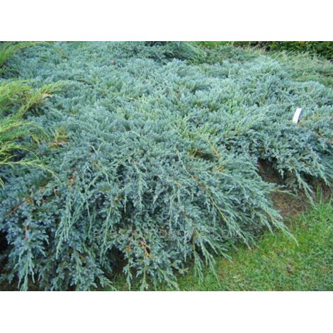  Ginepro Cinese "Juniperus Chinensis Blue Alps" Pianta Tappezzante In Vaso 14 Cm