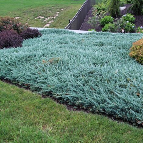  Ginepro Cinese "Juniperus Chinensis Blue Alps" Pianta Tappezzante In Vaso 14 Cm
