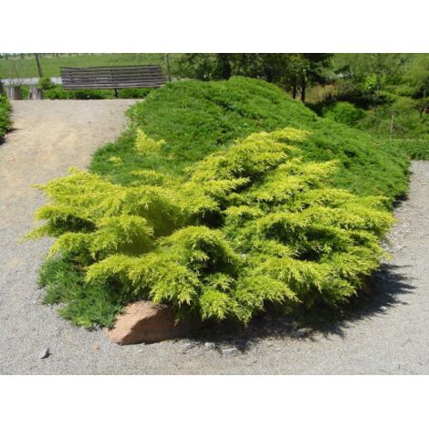  Ginepro Tappezzante "Juniperus X Media Gold Star" Pianta In Vaso 11 Cm