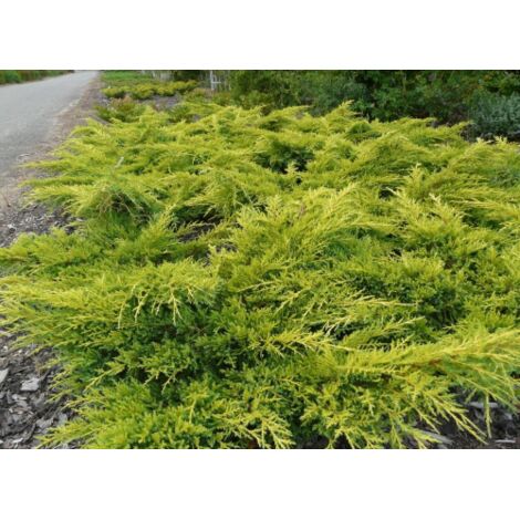  Ginepro Tappezzante "Juniperus X Media Gold Star" Pianta In Vaso 11 Cm