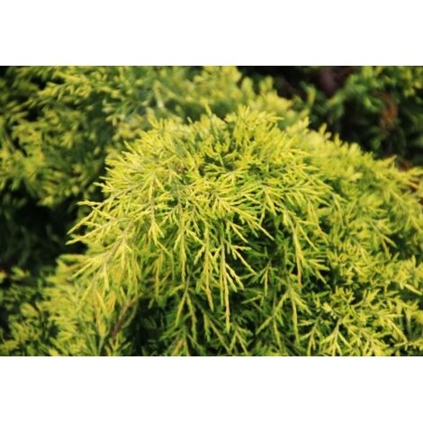  Ginepro Tappezzante "Juniperus X Media Gold Star" Pianta In Vaso 11 Cm