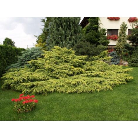  Ginepro Tappezzante "Juniperus X Media Gold Star" Pianta In Vaso 11 Cm