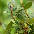  Alloro "Laurus Nobilis" Pianta Aromatica Da Siepe In Vaso 24 Cm H. 80/100 Cm