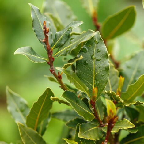  Alloro "Laurus Nobilis" Pianta Aromatica Da Siepe In Vaso 24 Cm H. 80/100 Cm