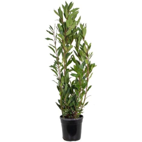  Alloro "Laurus Nobilis" Pianta Aromatica Da Siepe In Vaso 24 Cm H. 80/100 Cm
