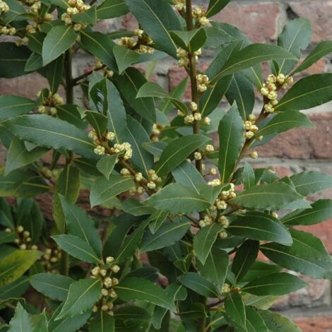 Alloro "Laurus Nobilis" Pianta Aromatica Da Siepe In Vaso 24 Cm H. 80/100 Cm