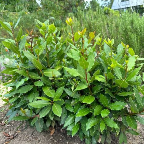  Alloro "Laurus Nobilis" Pianta Aromatica Da Siepe In Vaso 24 Cm H. 80/100 Cm