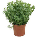  Origano "Origanum Vulgare" Pianta Aromatica In Vaso 14 Cm