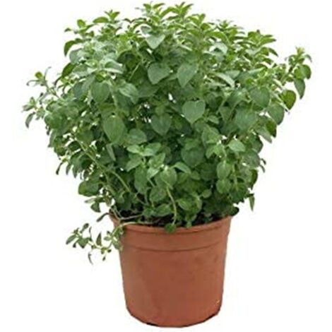  Origano "Origanum Vulgare" Pianta Aromatica In Vaso 14 Cm