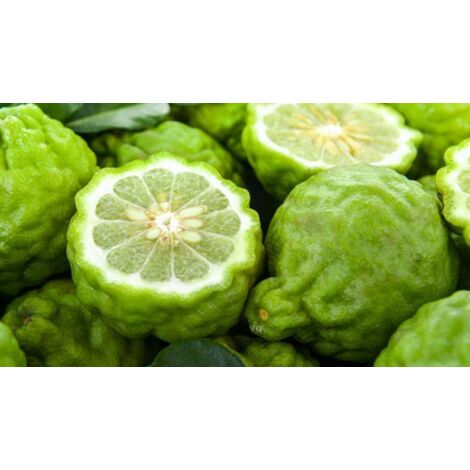  Pianta Di Bergamotto Di 2 Anni In Fitocella Agrumi Di Sicilia