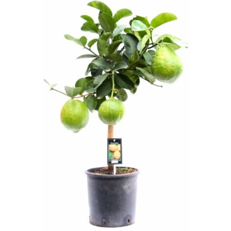  Cedro "Citrus Medica" Pianta Di 2 Anni In Vaso 20 Agrumi Di Sicilia