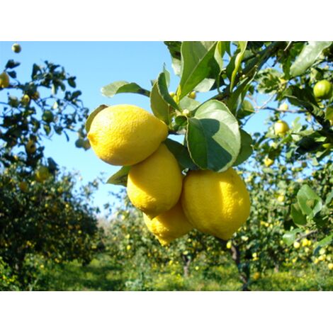  Cedro "Citrus Medica" Pianta Di 2 Anni In Vaso 20 Agrumi Di Sicilia