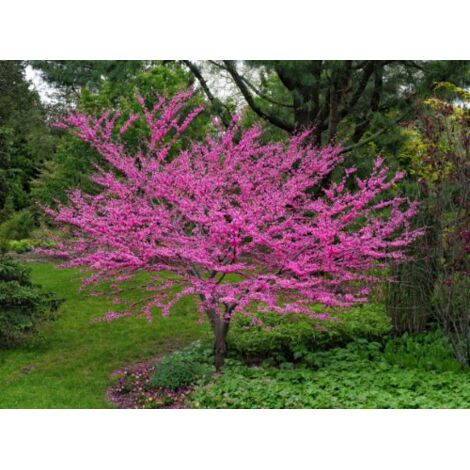  Cercis Siliquastrum "Albero Di Giuda" Pianta In Vaso 9 Cm